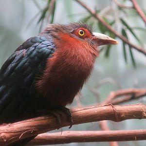 Chestnut-Breasted Malkoha (Phaenicophaeus curvirostris)
