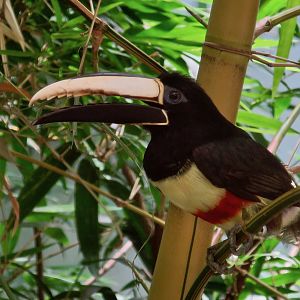 Black-Necked Aracari (Pteroglossus aracari atricollis)
