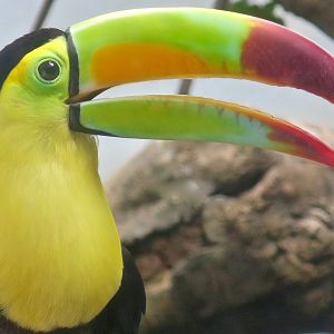 Keel-Billed Toucan (Ramphastos sulfuratus)