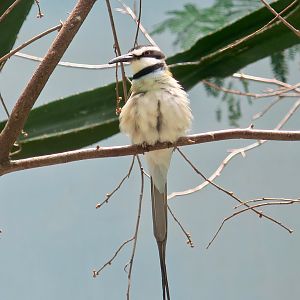 White-Throated Bee-Eater (Merops albicollis)