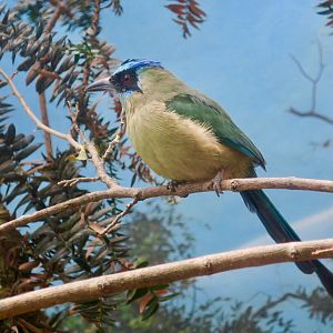 Amazonian Motmot (Momotus momota)