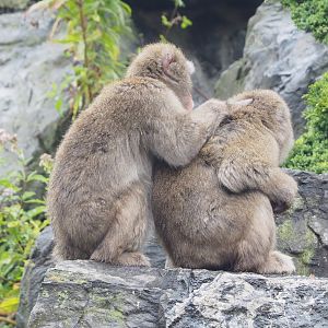 Japanese macaques (Macaca fuscata), 2022-09-14