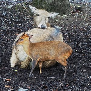 Père David's deer (Elaphurus davidianus) and Reeves's muntjac (Muntiacus reevesi), 2022-09-14
