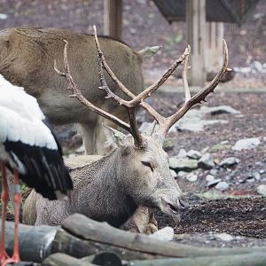 Père David's deer (Elaphurus davidianus), 2022-09-14