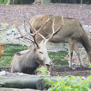 Père David's deer (Elaphurus davidianus) and Reeves's muntjac (Muntiacus reevesi), 2022-09-14