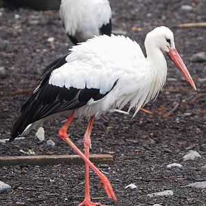 European white stork (Ciconia ciconia), 2022-09-15