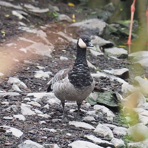Small cackling Canada goose (Branta hutchinsii minima), 2022-09-15