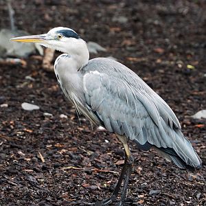 Grey heron (Ardea cinerea), 2022-09-15