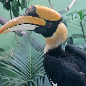 Great Hornbill (Buceros bicornis)