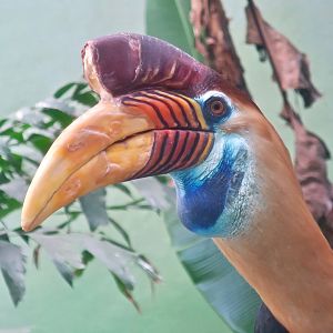 Knobbed Hornbill (Rhyticeros cassidix)