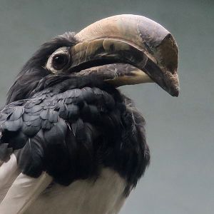 Oriental Pied Hornbill (Anthracoceros albirostris)