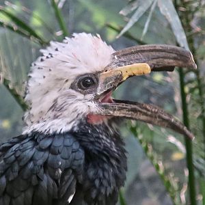 White-Crested Hornbill (Horizocerus albocristatus)