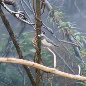 White-Breasted Woodswallow (Artamus leucorhynchus)
