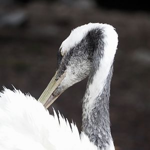 Red-crowned crane (Grus japonensis), 2022-09-14