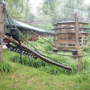 François' leaf monkey exhibit, 2022-09-14