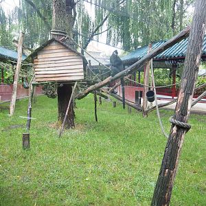 François' leaf monkey exhibit, 2022-09-14