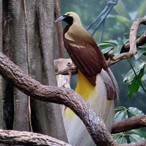 Lesser Bird-of-Paradise (Paradisaea minor)