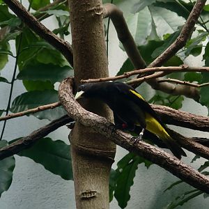 Yellow-Rumped Cacique (Cacicus cela)