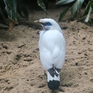 Bali Myna (Leucopsar rothschildi)
