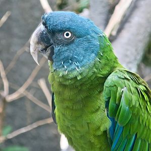 Blue-Headed Macaw (Primolius couloni)