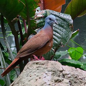 Blue-Headed Wood Dove (Turtur brehmeri)