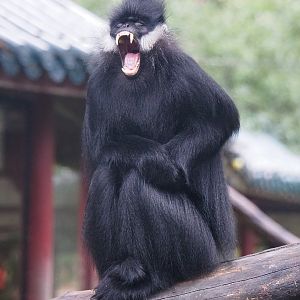 François' leaf monkey (Trachypithecus francoisi), 2022-09-14