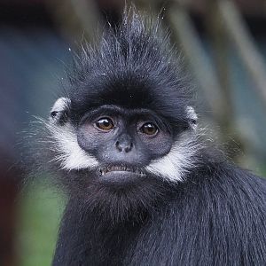 François' leaf monkey (Trachypithecus francoisi), 2022-09-14