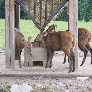Indian hog deer (Axis porcinus), 2022-09-15