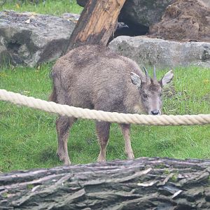 Central Chinese goral (Naemorhedus griseus arnouxianus), 2022-09-15