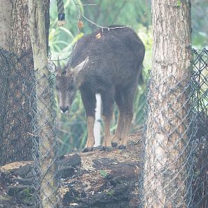 Central Chinese goral (Naemorhedus griseus arnouxianus), 2022-09-15