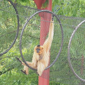 Golden-cheeked gibbon (Nomascus gabriellae), 2022-09-15