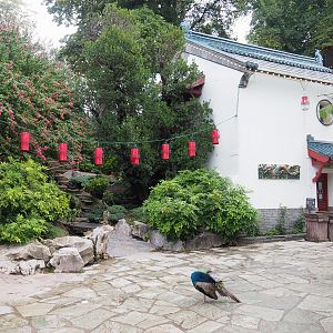 Golden-cheeked gibbon house and gardens with walkway to upper level of The Middle Kingdom, 2022-09-15