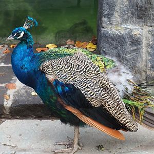 Blue peafowl (Pavo cristatus), 2022-09-15