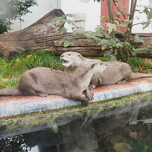 Indochinese smooth-coated otters (Lutrogale perspicillata perspicillata), 2022-09-15