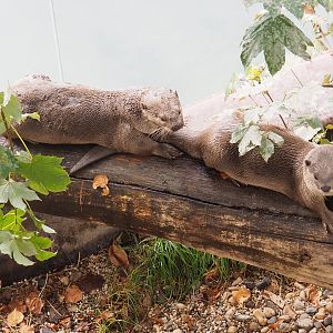 Indochinese smooth-coated otters (Lutrogale perspicillata perspicillata), 2022-09-15
