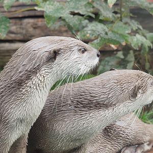 Indochinese smooth-coated otters (Lutrogale perspicillata perspicillata), 2022-09-15