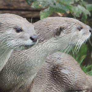 Indochinese smooth-coated otter (Lutrogale perspicillata perspicillata), 2022-09-15