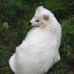 White raccoon dog (Nyctereutes procyonoides), 2022-09-15