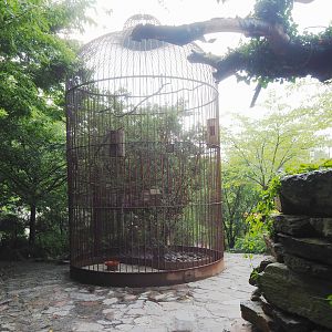 Black-naped oriole and Red-billed Leiothrix aviary, 2022-09-15