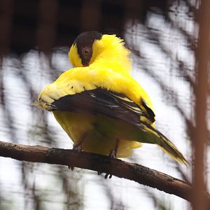 Black-naped oriole (Oriolus chinensis), 2022-09-15
