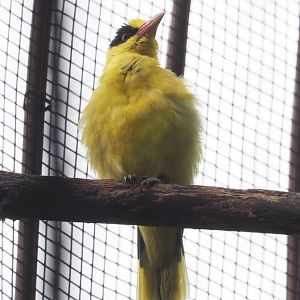 Black-naped oriole (Oriolus chinensis), 2022-09-15