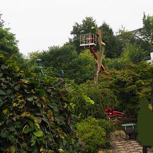 Removal of tree with stork nest in Chinese garden, 2022-09-15
