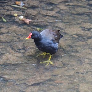 Wild Common moorhen (Gallinula chloropus), 2022-09-15