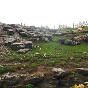 Golden takin exhibit, 2022-09-14