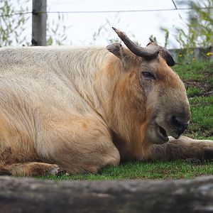 Golden takin (Budorcas taxicolor bedfordi), 2022-09-14