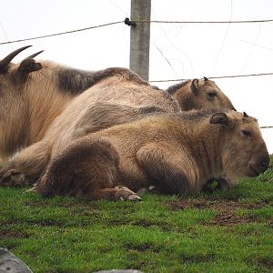 Golden takins (Budorcas taxicolor bedfordi), 2022-09-14