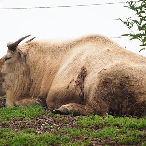 Golden takin (Budorcas taxicolor bedfordi), 2022-09-14