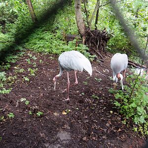 Sarus crane exhibit, 2022-09-15