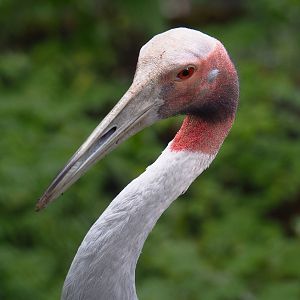Sarus crane (Antigone antigone), 2022-09-15