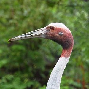 Sarus crane (Antigone antigone), 2022-09-15